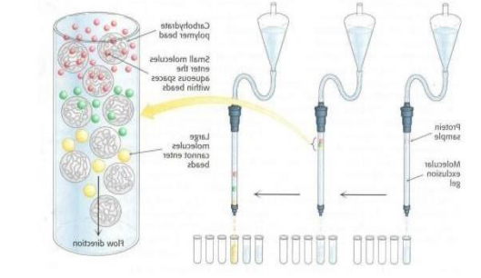 sepharose 4B sepharose 4B