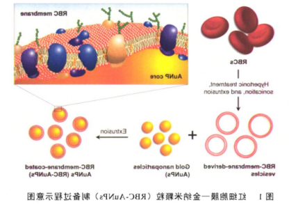 细胞膜包裹金纳米颗粒