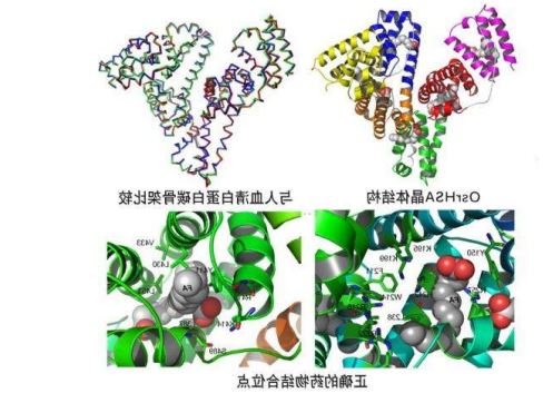 分子偶联的载体蛋白 分子偶联的载体蛋白