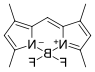 BDP 505/515 lipid stain.png BDP 505/515 lipid stain.png