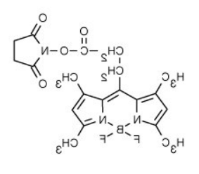 BODIPY 493/503 NHS 酯（琥珀酰亚胺酯）.png