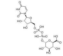UDP-6-N3-Glu.png