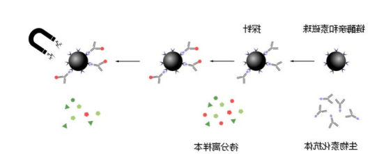 链霉亲和素标记的四氧化三铁磁珠.png