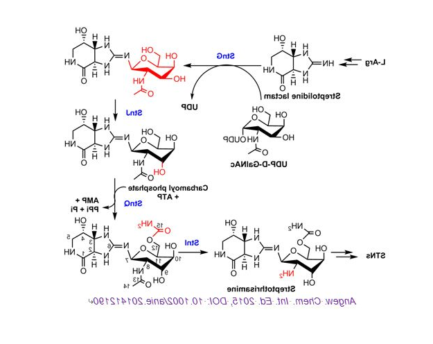 尿苷二磷酸葡萄糖-4-表异构酶(UDP-glucose-4-epimerase).png