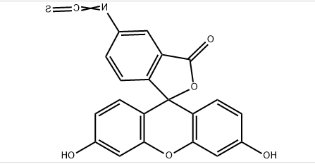 FITC荧光标记的原理介绍？荧光素FITC的分子量是多少？