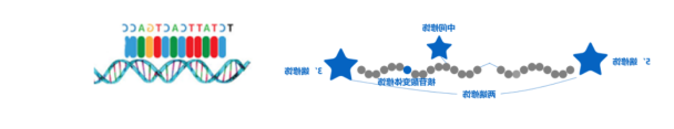 常规引物合成.png 常规引物合成.png