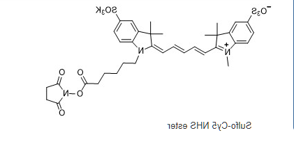 磺化Cy5-NHS 活化酯.png