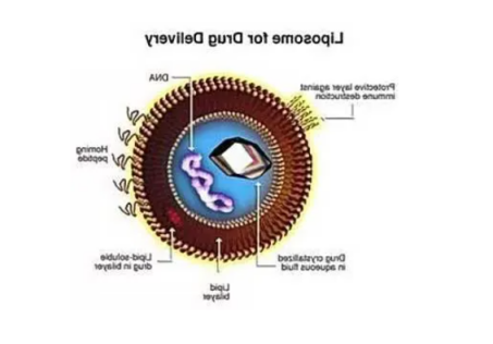 CY7修饰的脂质体载药 Liposome.png