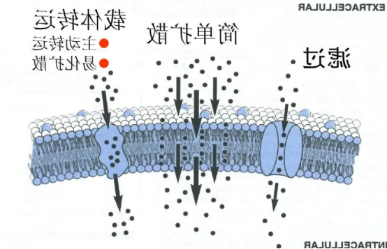 细胞膜载药（**细胞膜包载阿培利司）/介孔二氧化硅载药的方法.png