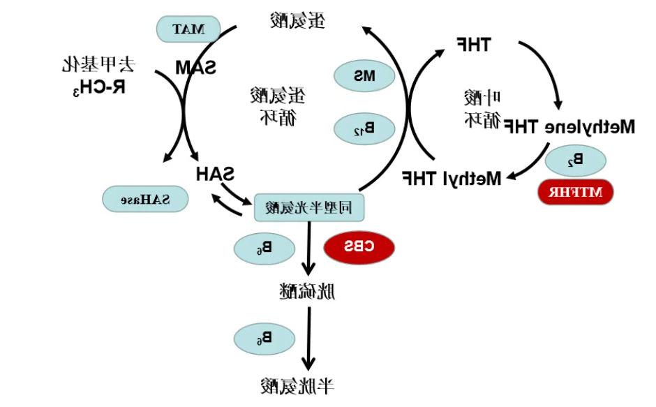 TAT-半胱氨酸 .png