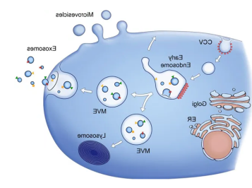 球赛在线直播平台
生物提供外泌体（Exosome）电镜DLS/NTA粒径分析表征电镜测定服务.png