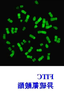 FITC-Mannitol|异硫氰酸荧光素荧光标记甘露醇.png
