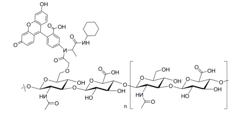 荧光素标记透明质酸分子结构示意图.png 荧光素标记透明质酸分子结构示意图.png