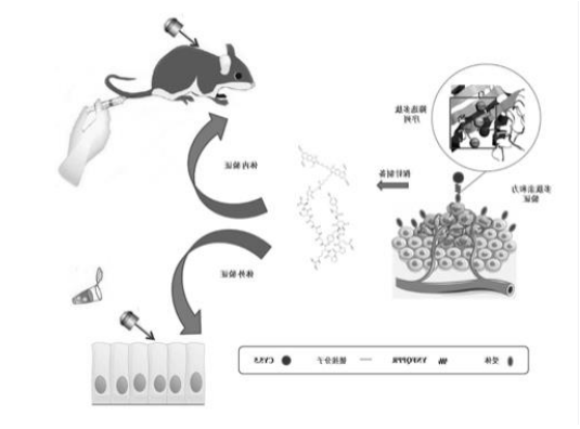 YNFQPPR-GGGSK-CY5.5红外探针