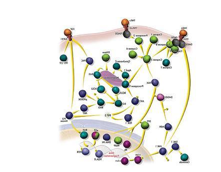 FITC-细胞色素C;FITC-Cytochrome C;异硫氰基荧光素修饰细胞色素C