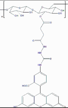 FITC-dextran