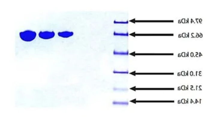 Transferrin