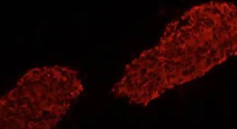 Insulin-FITC