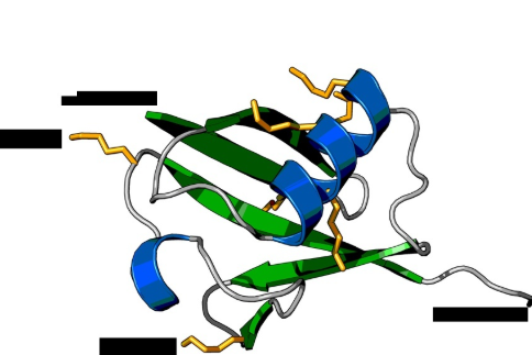 Ubiquitin Ubiquitin