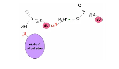 Ubiquitin-Biotin