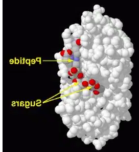 Lysozyme Lysozyme