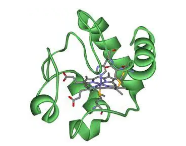 Cytochrome c