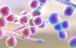 Cytochrome c