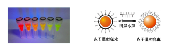 羧基水溶性量子点