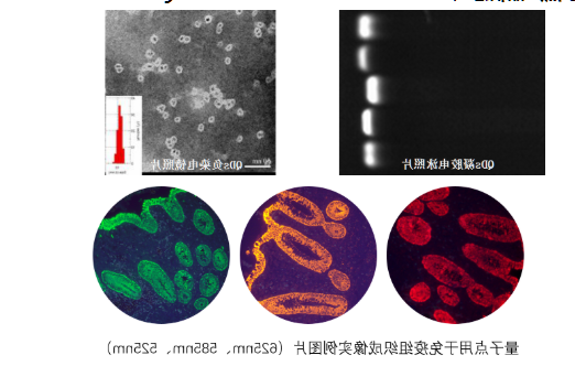 羧基水溶性量子点