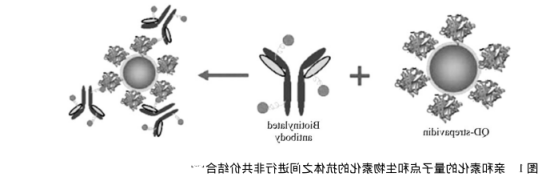 近红外量子点偶联生物分子 近红外量子点偶联生物分子
