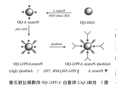 近红外量子点偶联生物分子 近红外量子点偶联生物分子