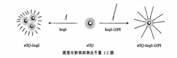 PEG-DPPE修饰CdSe/ZnS量子点