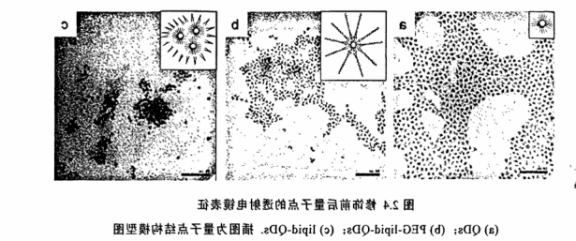 PEG-DPPE修饰CdSe/ZnS量子点