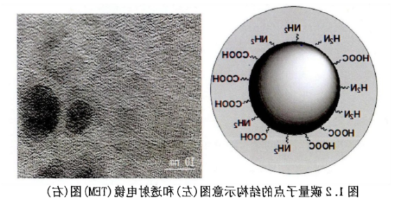 Mal-PEG-NHS偶联碳量子点