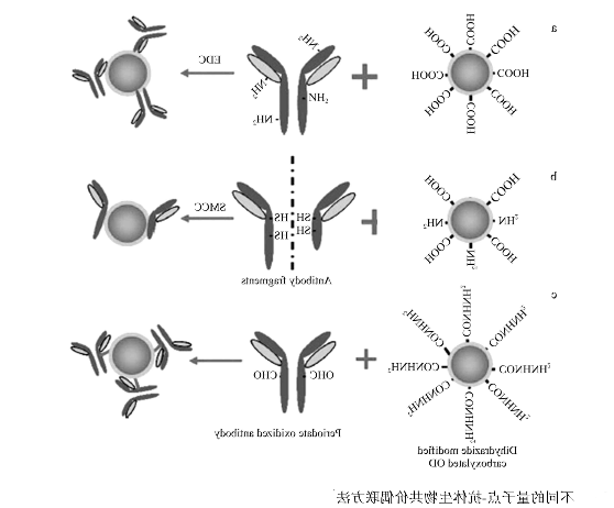 CdTe量子点-β-HCG单抗偶联物 CdTe量子点-β-HCG单抗偶联物