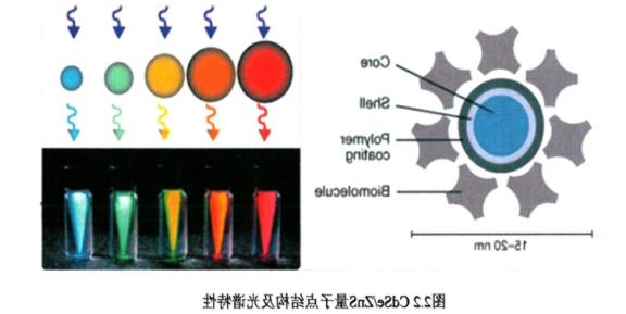 CdSe/ZnS近红外二区量子点 CdSe/ZnS近红外二区量子点