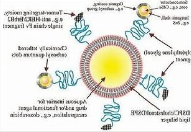 冬虫夏草多糖脂质体CP 冬虫夏草多糖脂质体CP