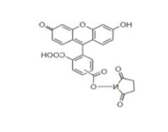 5-Carboxyfluorescein succinimidyl ester; 5-FAM, SE/5(6)-羧基荧光素琥珀酰亚胺酯