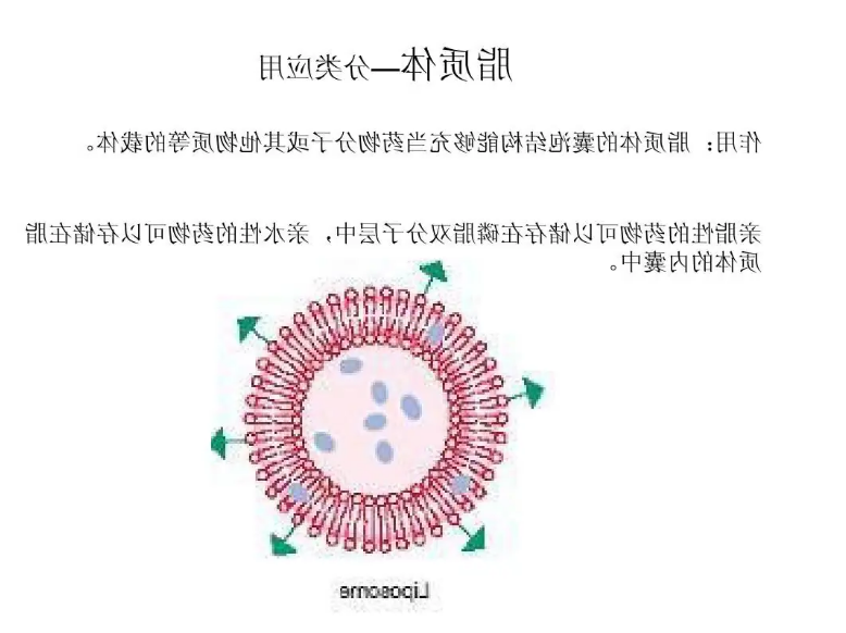 脂质体
