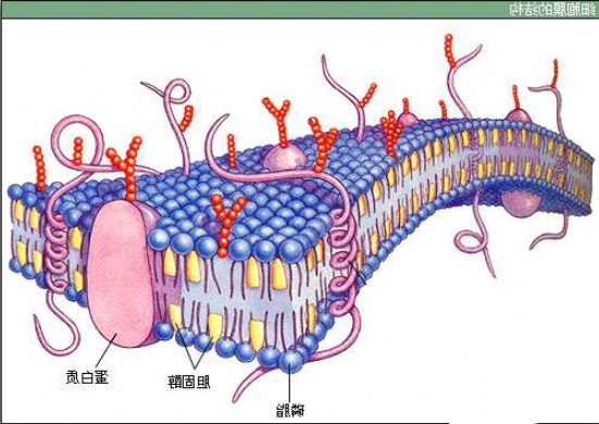 细胞膜 细胞膜