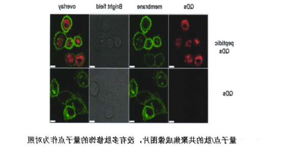 多肽Tat偶联CdTe近红外二区量子点