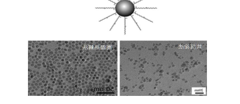 油酸修饰的四氧化三铁磁性纳米颗粒