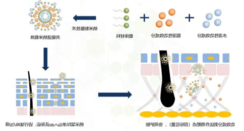 提呈细胞膜纳米载体 提呈细胞膜纳米载体