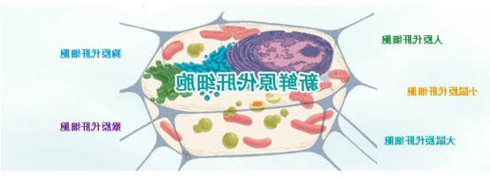 原代细胞膜上转换纳米颗粒