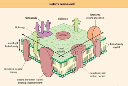 生物膜荧光量子点 生物膜荧光量子点