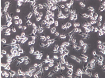 CT-26小鼠结肠腺**细胞膜 CT-26小鼠结肠腺**细胞膜