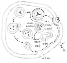 LDL-ICG-Der-02