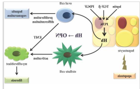 ICG-HSA-OPN