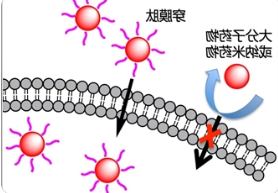 FITC荧光标记穿膜肽CPP