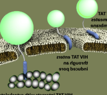 FITC荧光标记多肽polypeptid